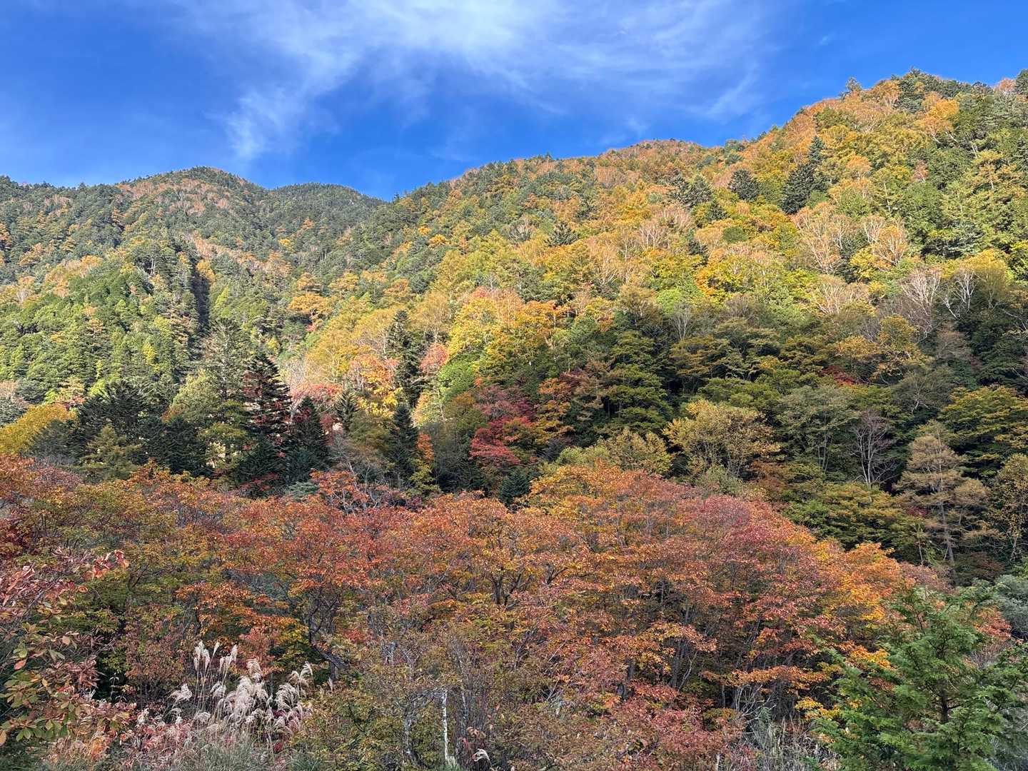 登山口周辺は見頃です🍁