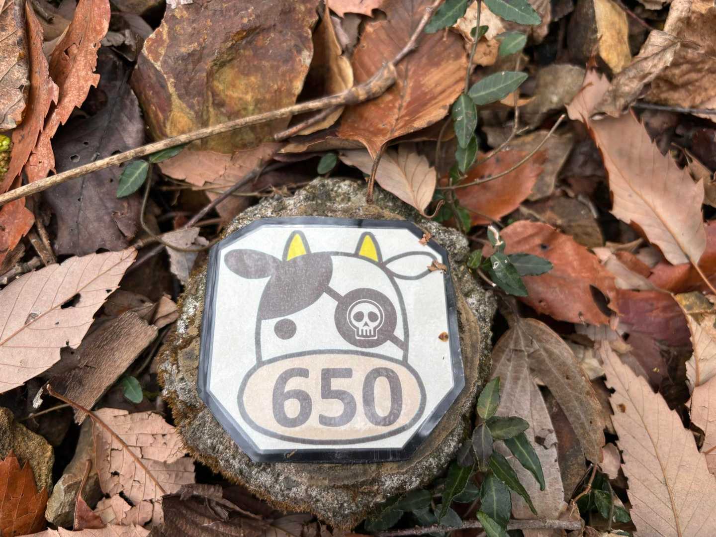独眼牛🐮