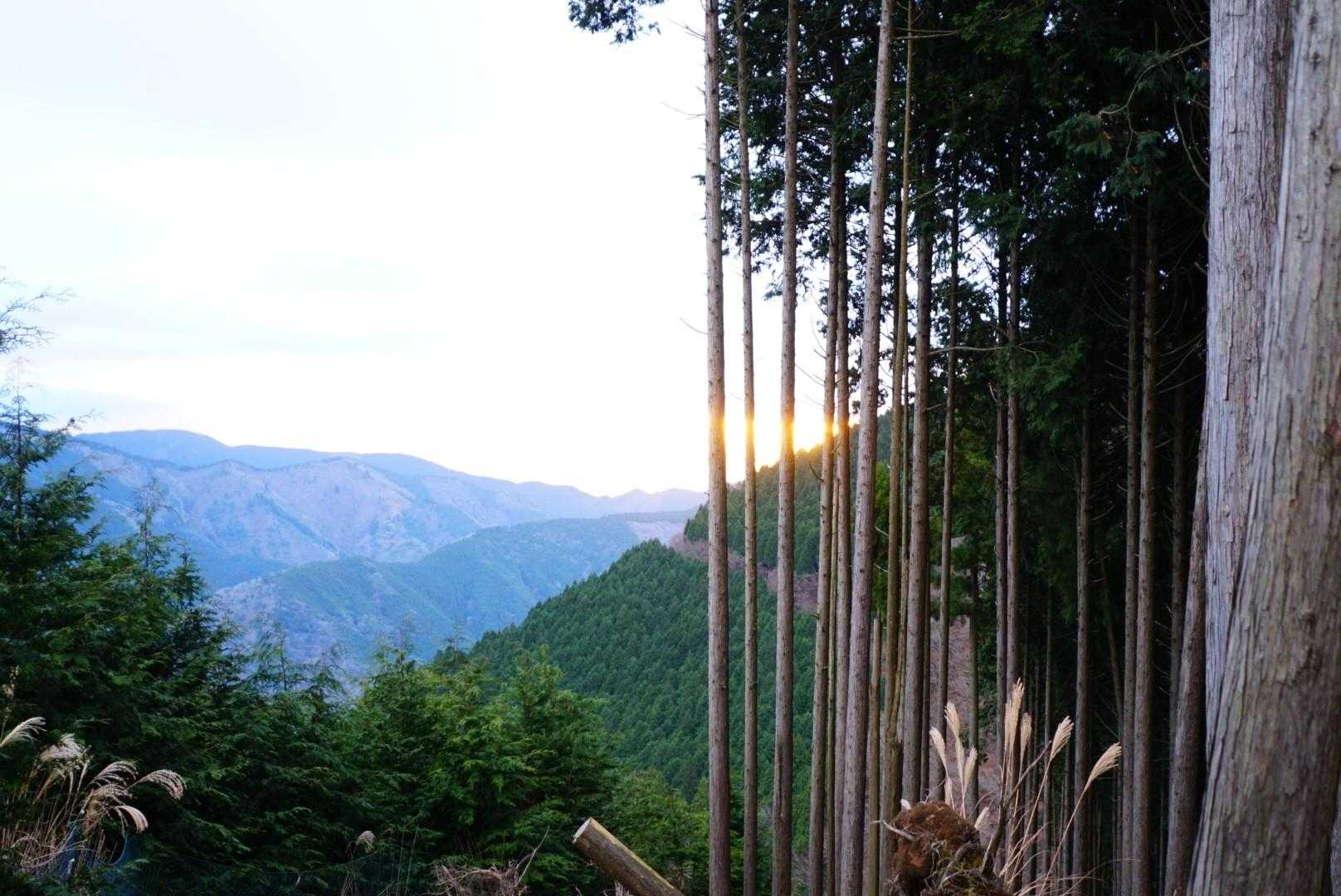 佐野峠-思親山-大島峠-三石山 周回コースの写真