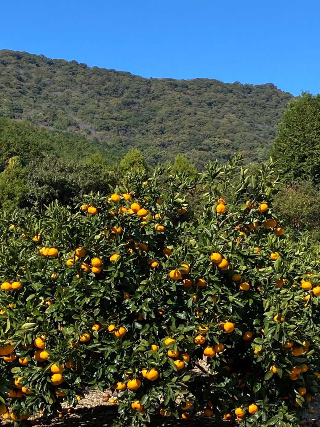 🍊の美味しい😋季節です