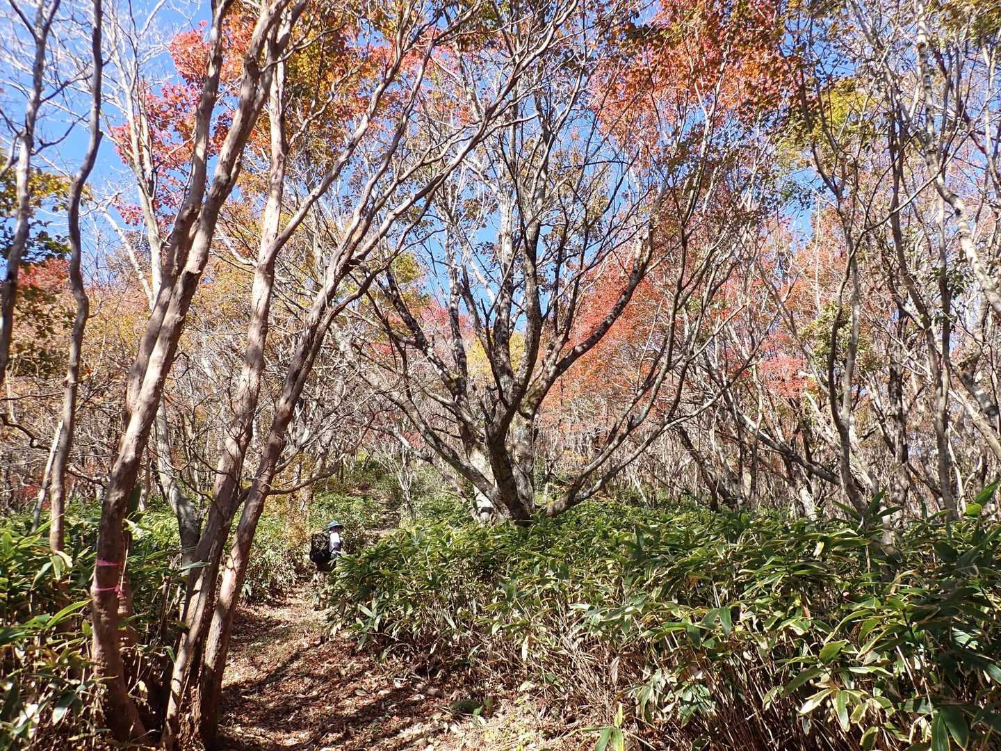 向峠バス停-小五郎山 周回コースの写真