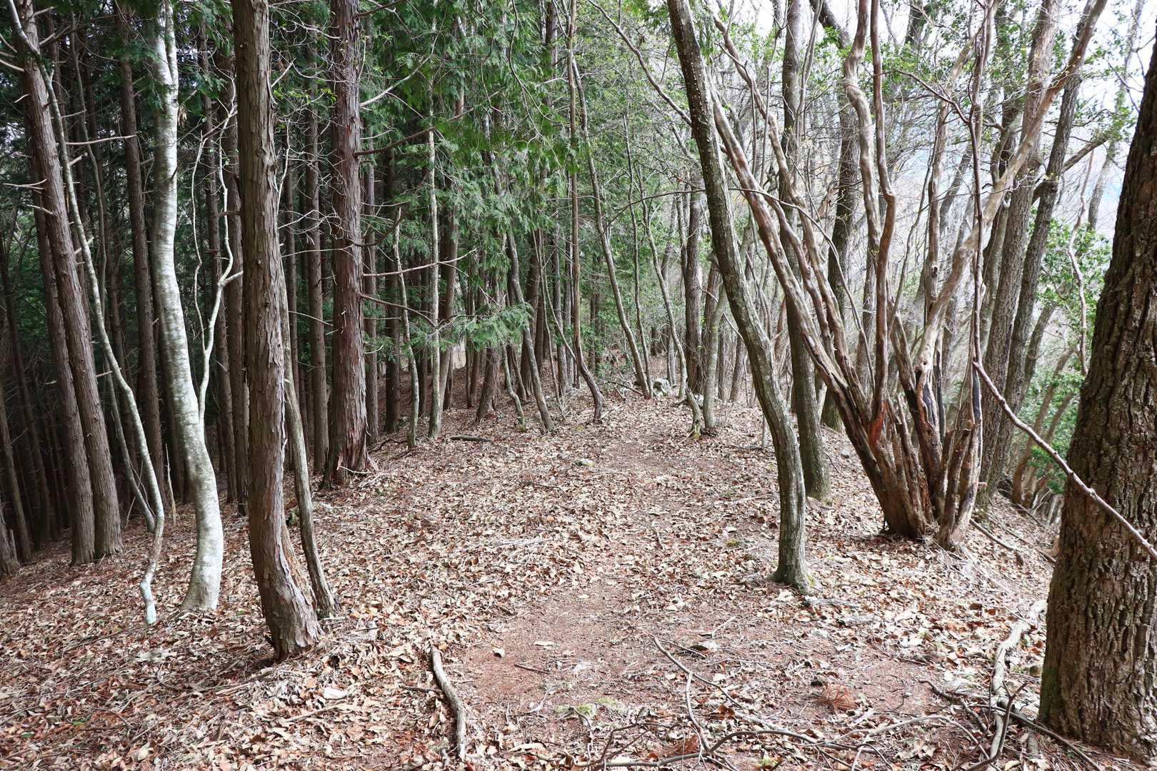 雨石山から東に延びる稜線は、なだらかなヒノキと雑木の稜線です。
道はだんだんと踏み跡程度になり、そのうち踏み跡も不明瞭になっていきます。最後は方向を修正しながら、木を掴んで急坂を下って行きます。
こうして木を掴みながら下ると、人間ってサルの仲間だなと実感します。動物はいろいろいるけど、手で木を掴んで移動するのは、人間とサルだけじゃないのかな❓😄