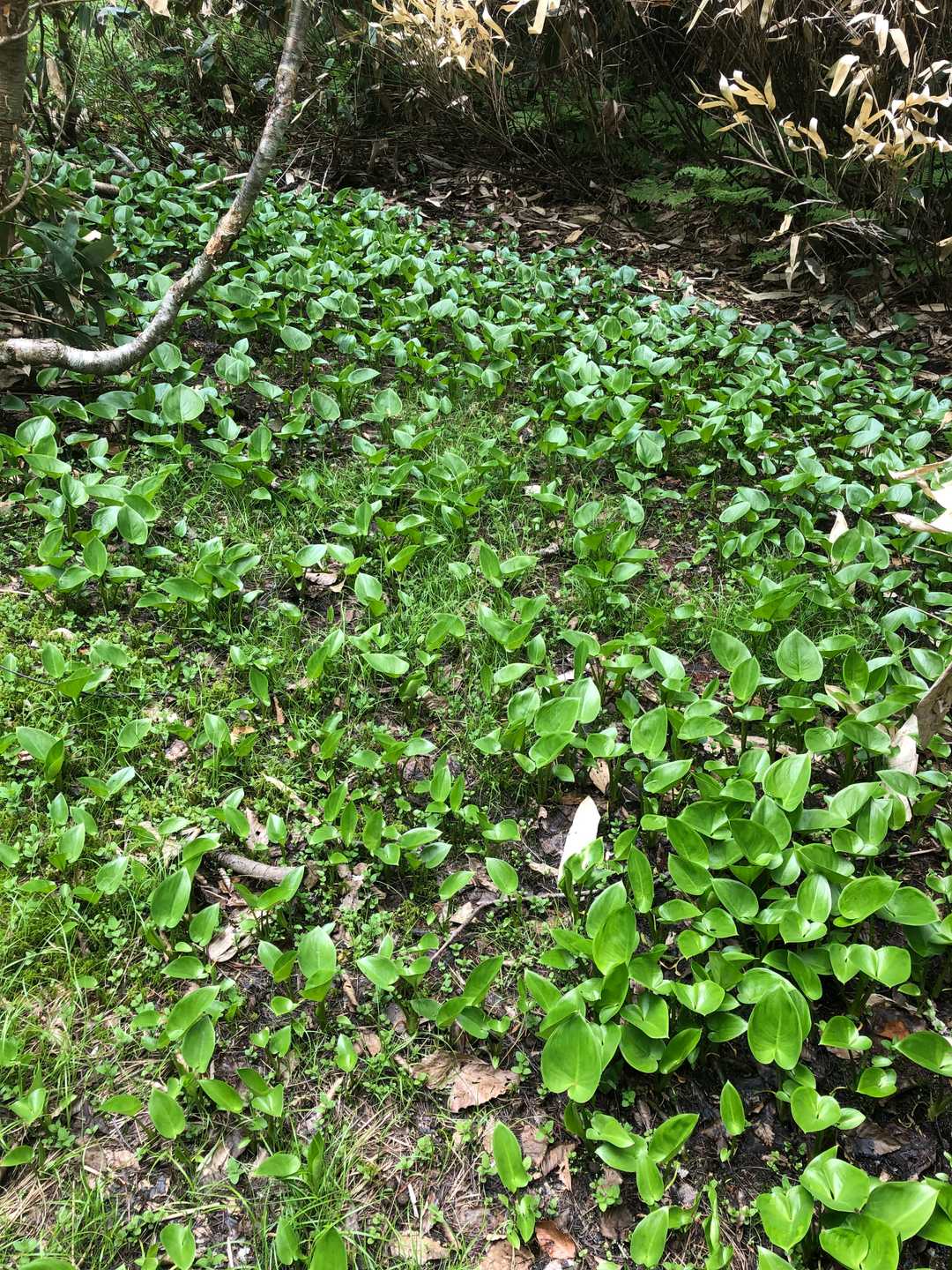 高標山登山口-高標山 往復コースの写真