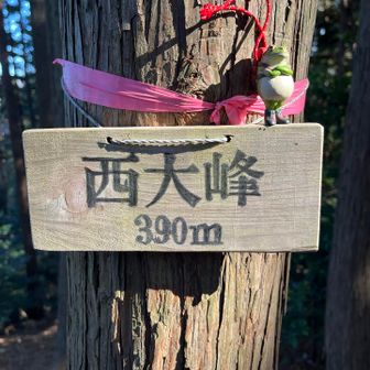 10座目 西大峰 390m
あれ？弟達は？🐸🐸
ﾄﾞｺｰ? (・.・乁))｡｡｡... ...｡｡｡((厂・.・) ﾄﾞｺｰ?