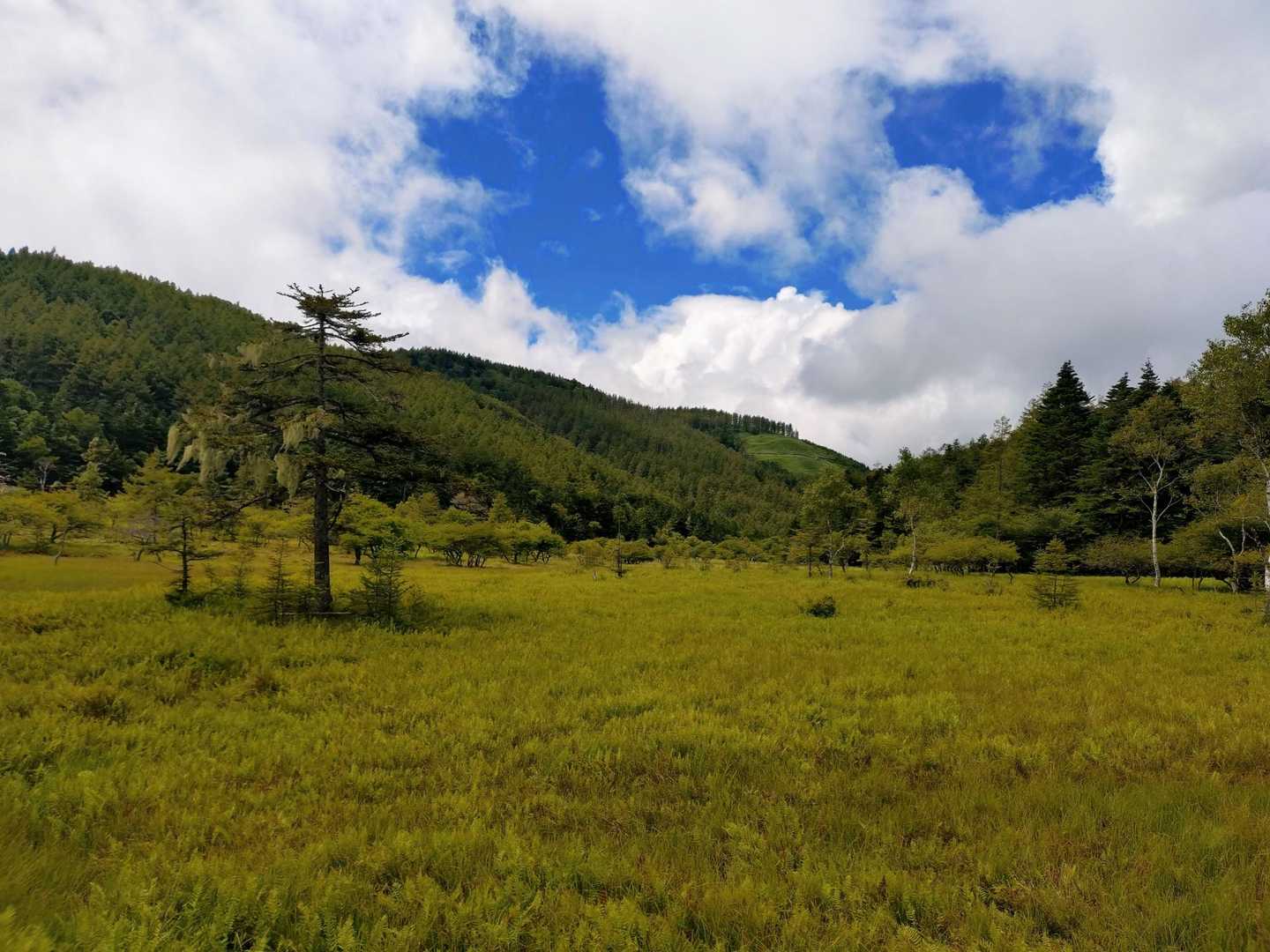 大阿原湿原(1820m)
国内の高層湿原の最南端
開けていて気持ちが良い♪😙