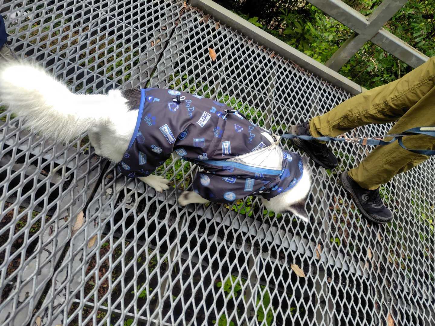 橋がいくつもあるので　
歩き方理解してきたみたい🤔
賢いもみじちゃん