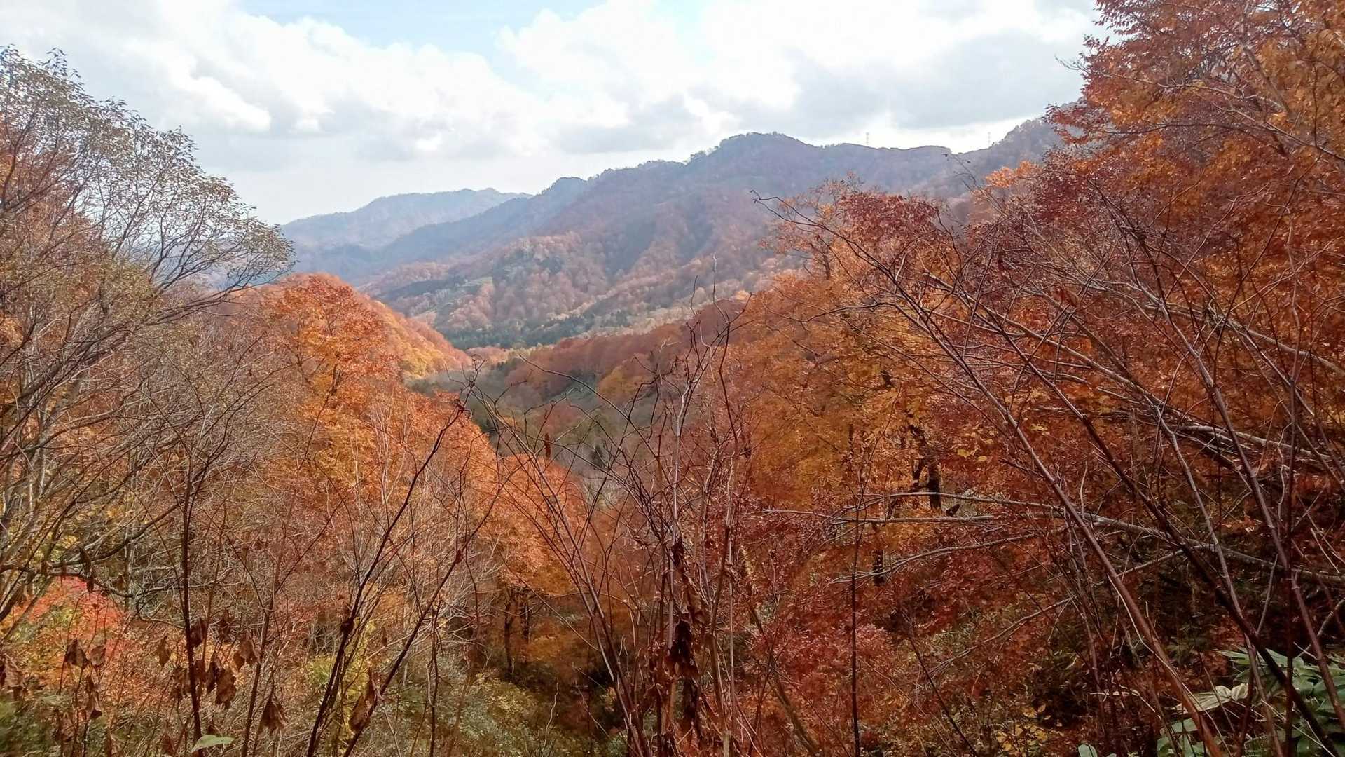 紅葉🍁