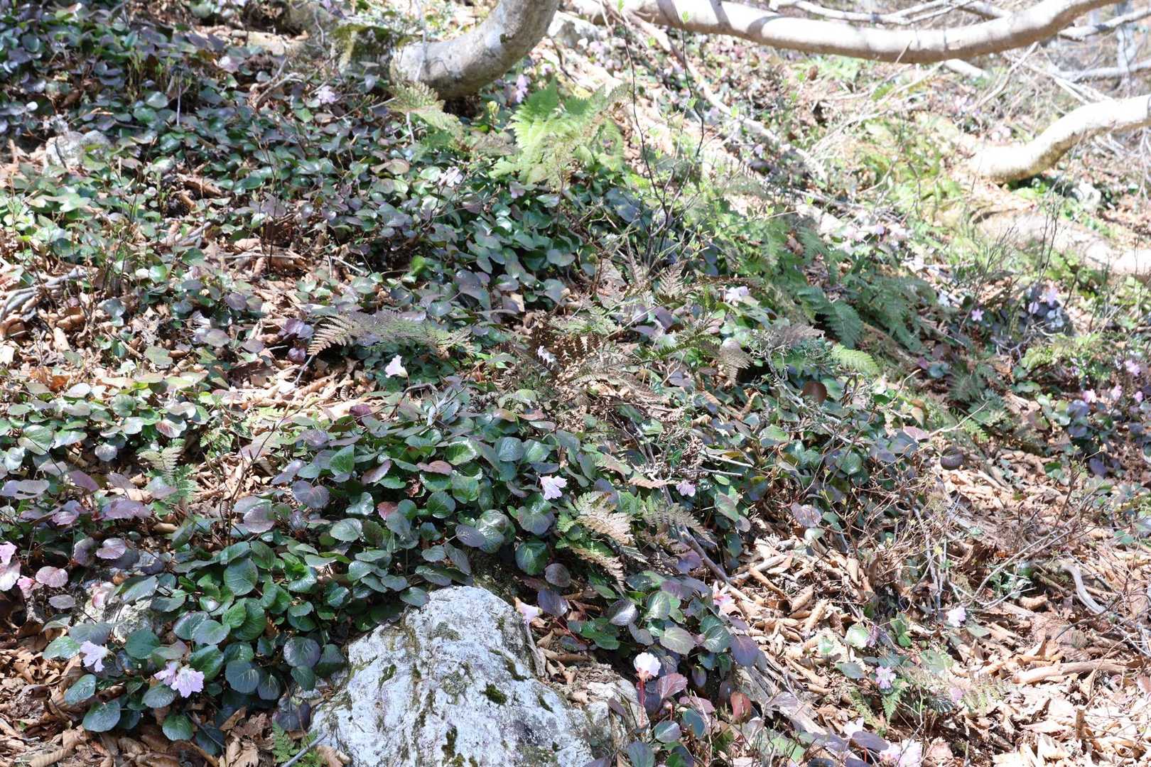 群生🌸してます👍