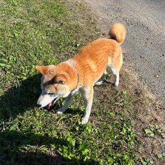 下山して道路に出た途端首輪をつけた柴ちゃん発見
警察に連絡しながら柴ちゃんの後を追う
午前中から彷徨ってたみたいで水がぶ飲みしてた
パトカーに乗ったのを見届けて下山
