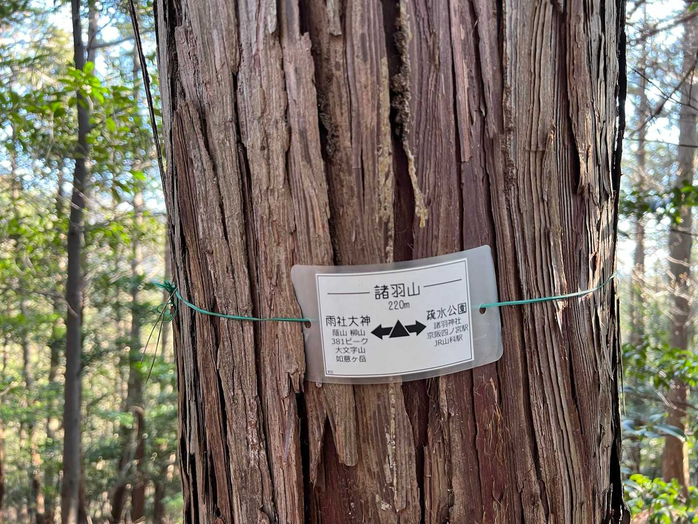 諸羽山山頂