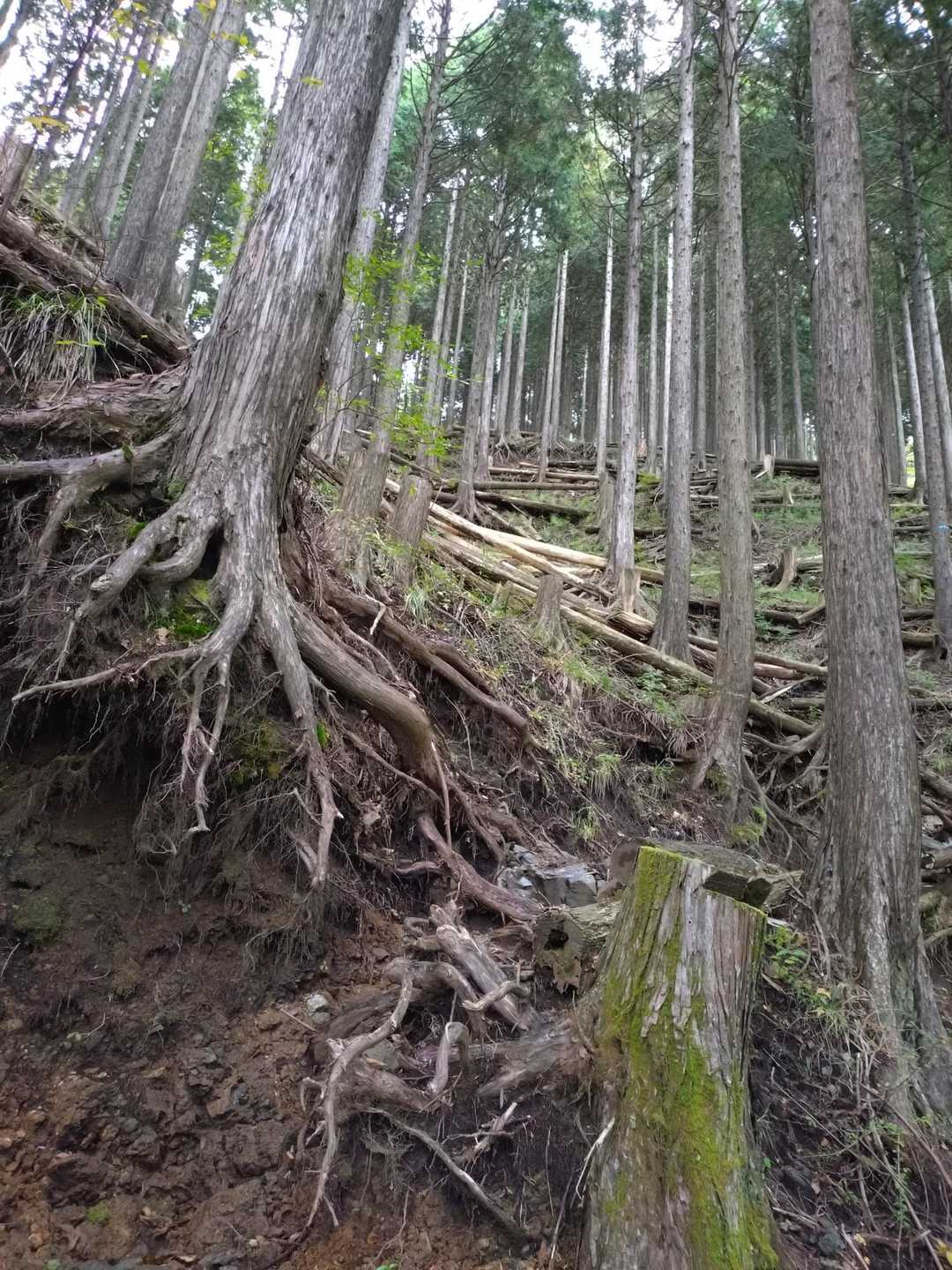 烏尾山 往復コースの写真