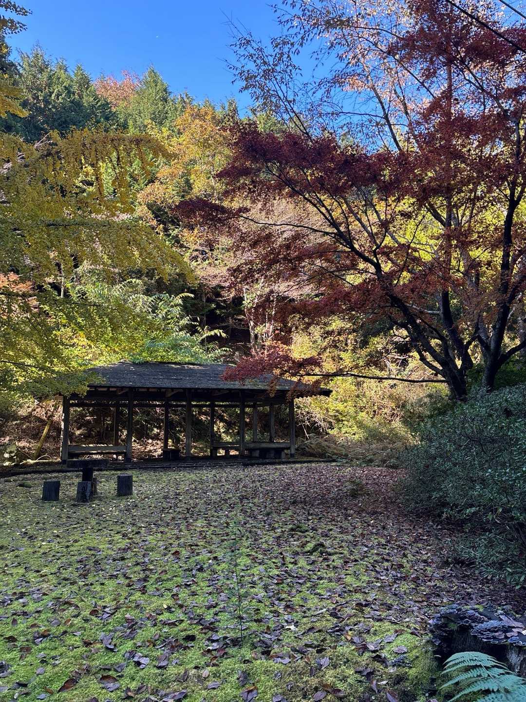 秋の彩りに癒された日でした。