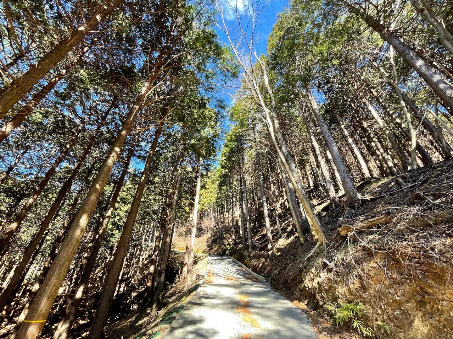 上を見上げると…気持ちいいなぁー😊