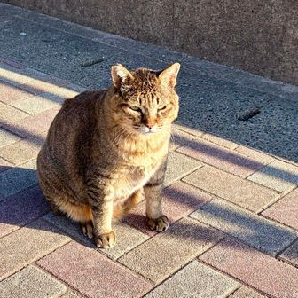 岐志港より15分ちょいで⛴️姫島到着⚓️
港でお出迎え ねこ様
姫島も相島同様🐱ねこ島で有名で港付近の あちこちで見かけます🐈
”福岡🐈猫島 紹介記事”
https://fukuumedia.com/nekoshima/