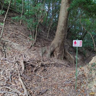 しばらく進むとへんろ道と書かれた看板があったので、さっきの斜面を無理に登らず藪っぽい方から来るとここに出られたのかなと思いました
