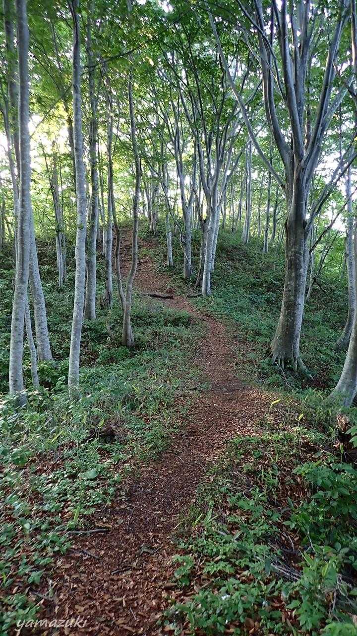気持ち良いブナ林