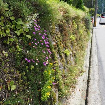 金剛山登山口バス停前の駐車場に戻る際に、美しい草花🌸🌼❀が咲いている石垣を撮影。

紫のマツバギク、その上に白いユキノシタが咲いていました。
黄色い花は、Googleレンズではキリンソウと出ました。
車が通るので、写真はこれ一枚しか撮れませんでした。