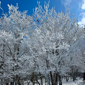 バキバキに凍ってます。