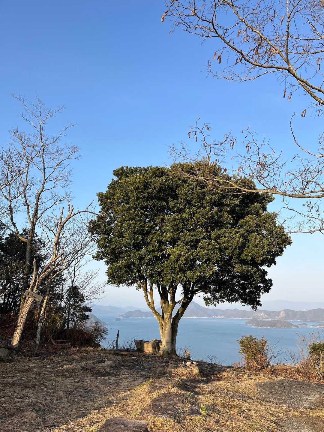 海がすぐ近くに見えるのが、
しま山の良さ。