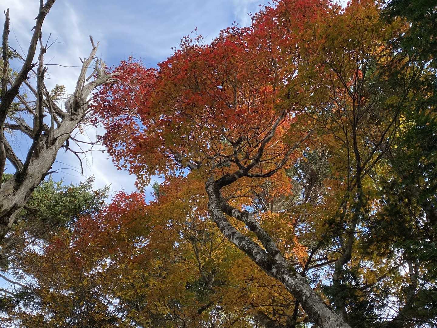 兵越峠-朝日山登山口-水梨山-朝日山-平森山-白倉山-笠松 往復コースの写真