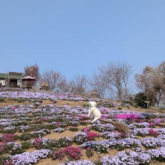 ブタに親近感♡