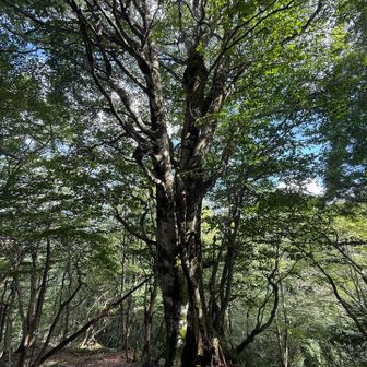杉でなくても巨木が増えてきました