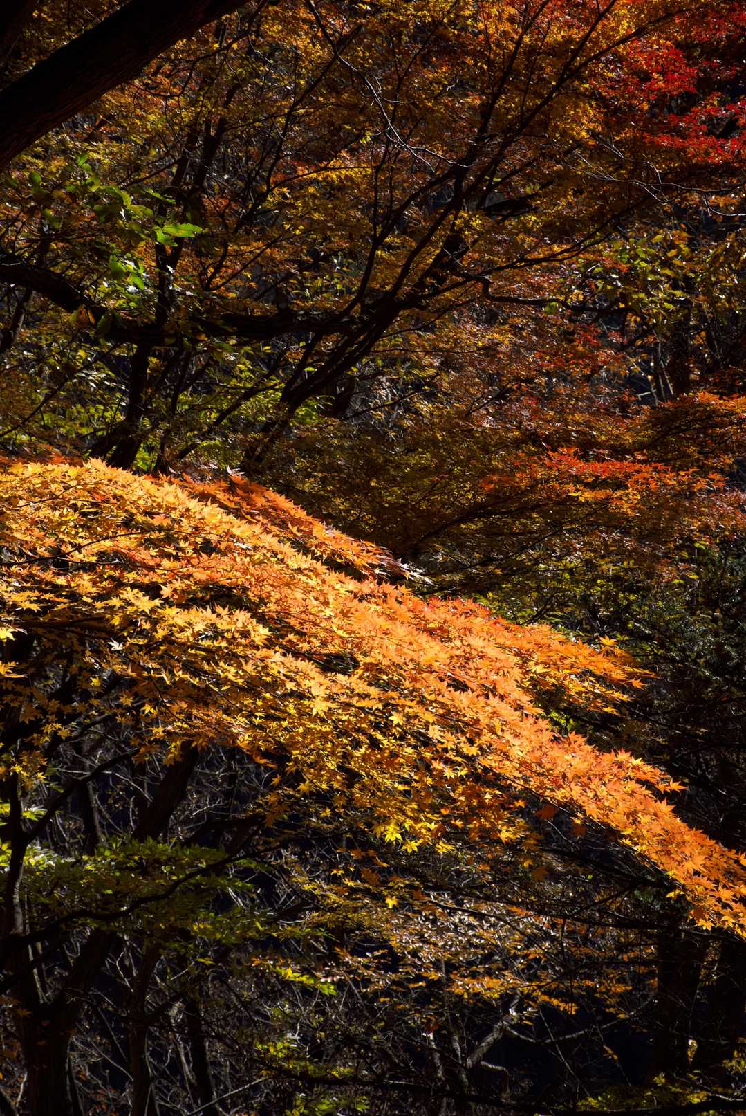 美しい枝垂れ紅葉。