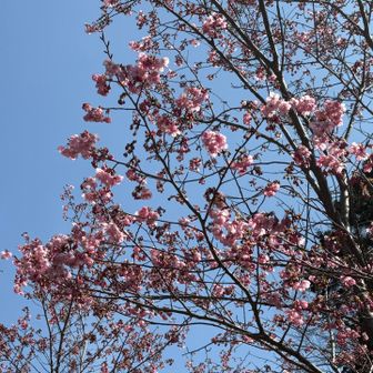 駐車場のところの桜きれい😍