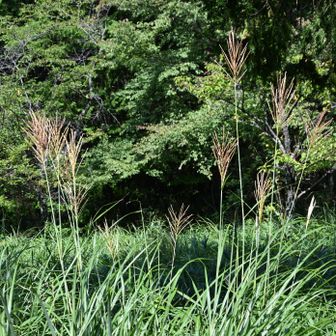 二上山の、ススキ
