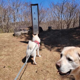 土岳山頂到着🐕️