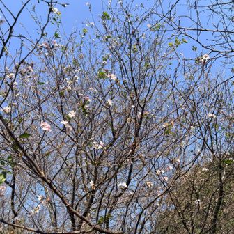 ほんでもって、いきなり『大沢山』の山頂へ
冬桜が咲いてました。
