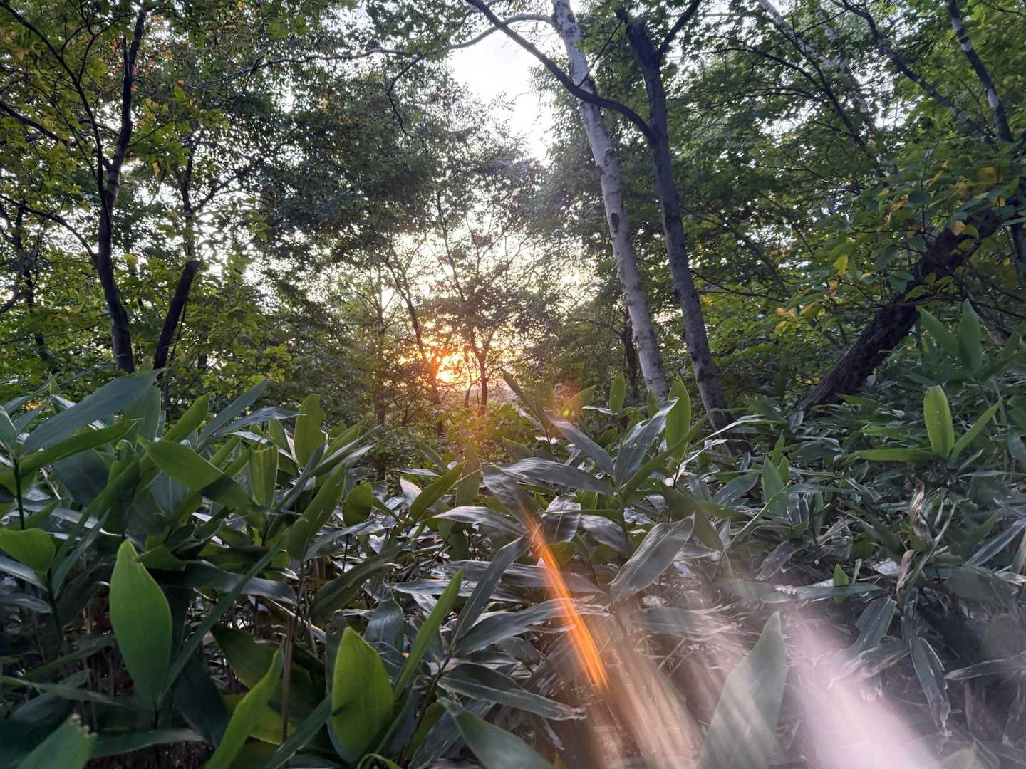 剣山登山口-一の森-剣山 往復コースの写真