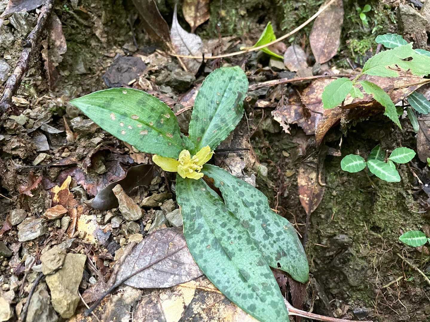 新道は数カ所崩落のまま、気をつければ通れるとのこと
星たちを集めるためにピストンです。
⭐️は新道との分岐から下〜16丁目辺りまで