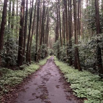 先週と違って、涼しい
セミの声はほとんど無く、秋の虫の声がチラホラ