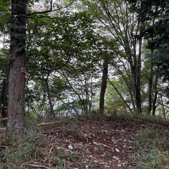 パッと見、なんの変哲もない雑木林も…