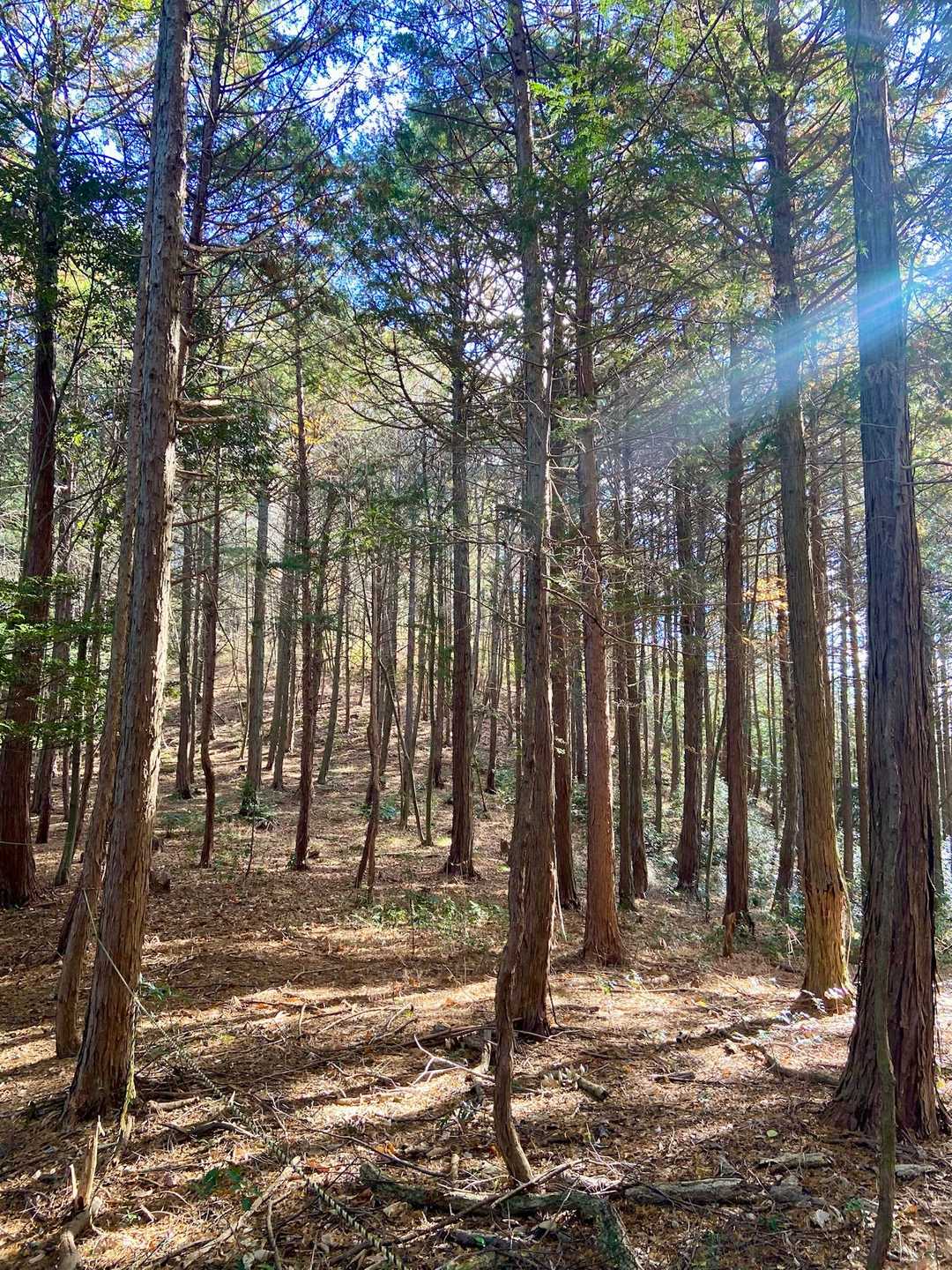 カナクズ山登山口-カナクズ山 周回コースの写真