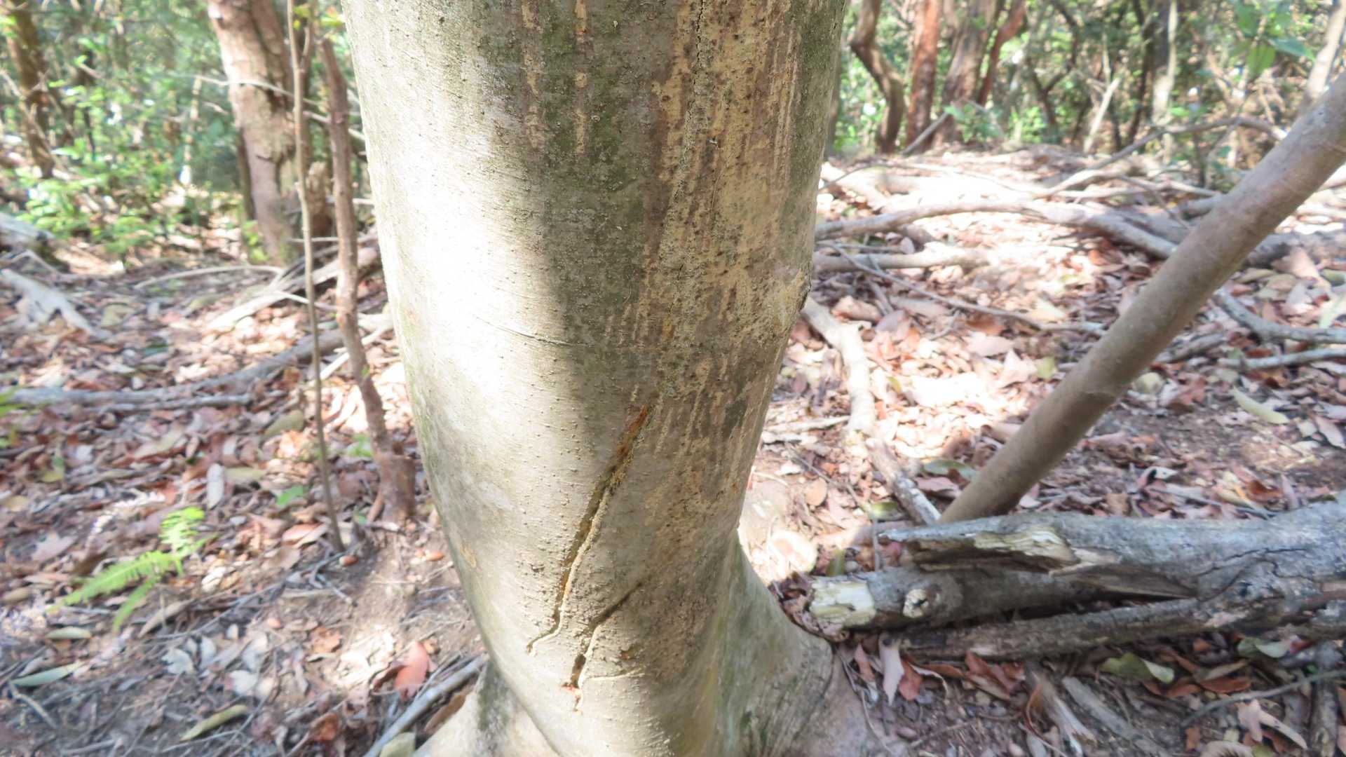 誰の仕業？　イノシシか？