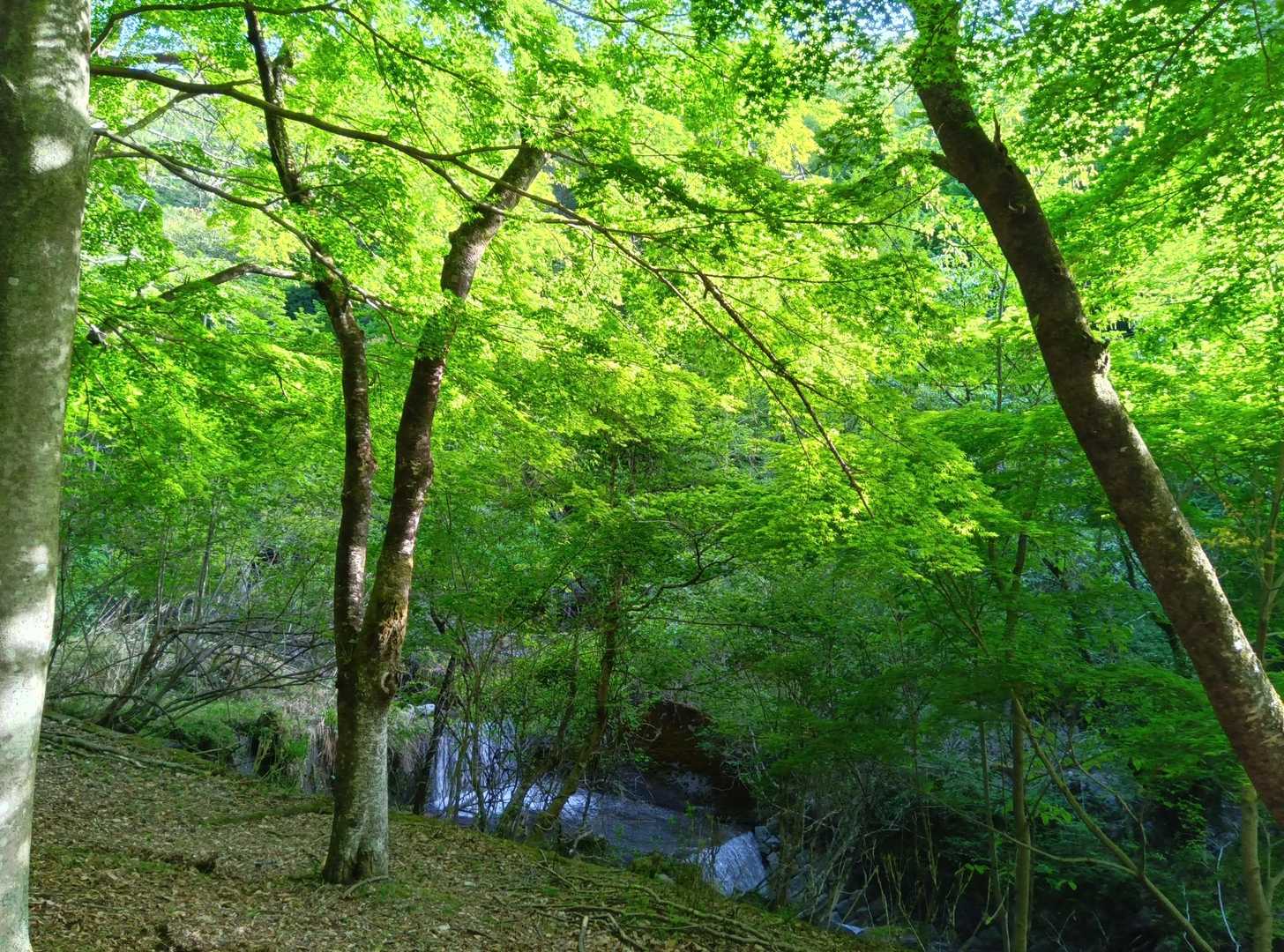 今日も晴天☀️🎶
緑が綺麗🌿