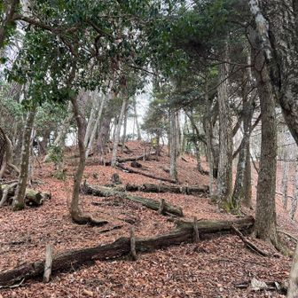 中ノ倉山までもうすぐかな