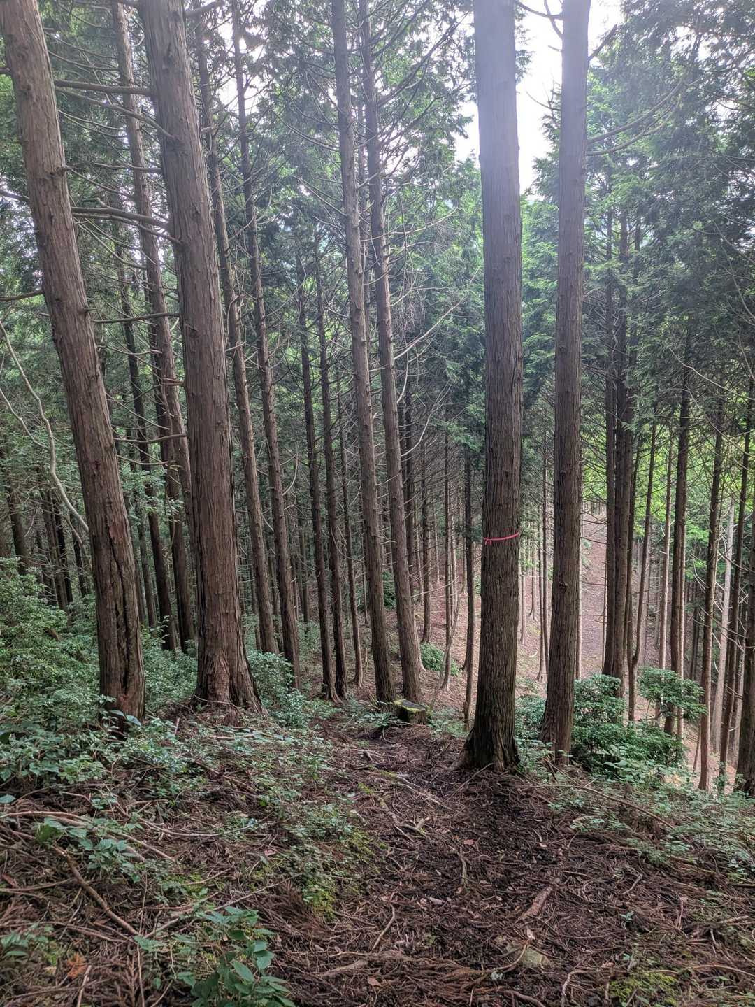 杉林