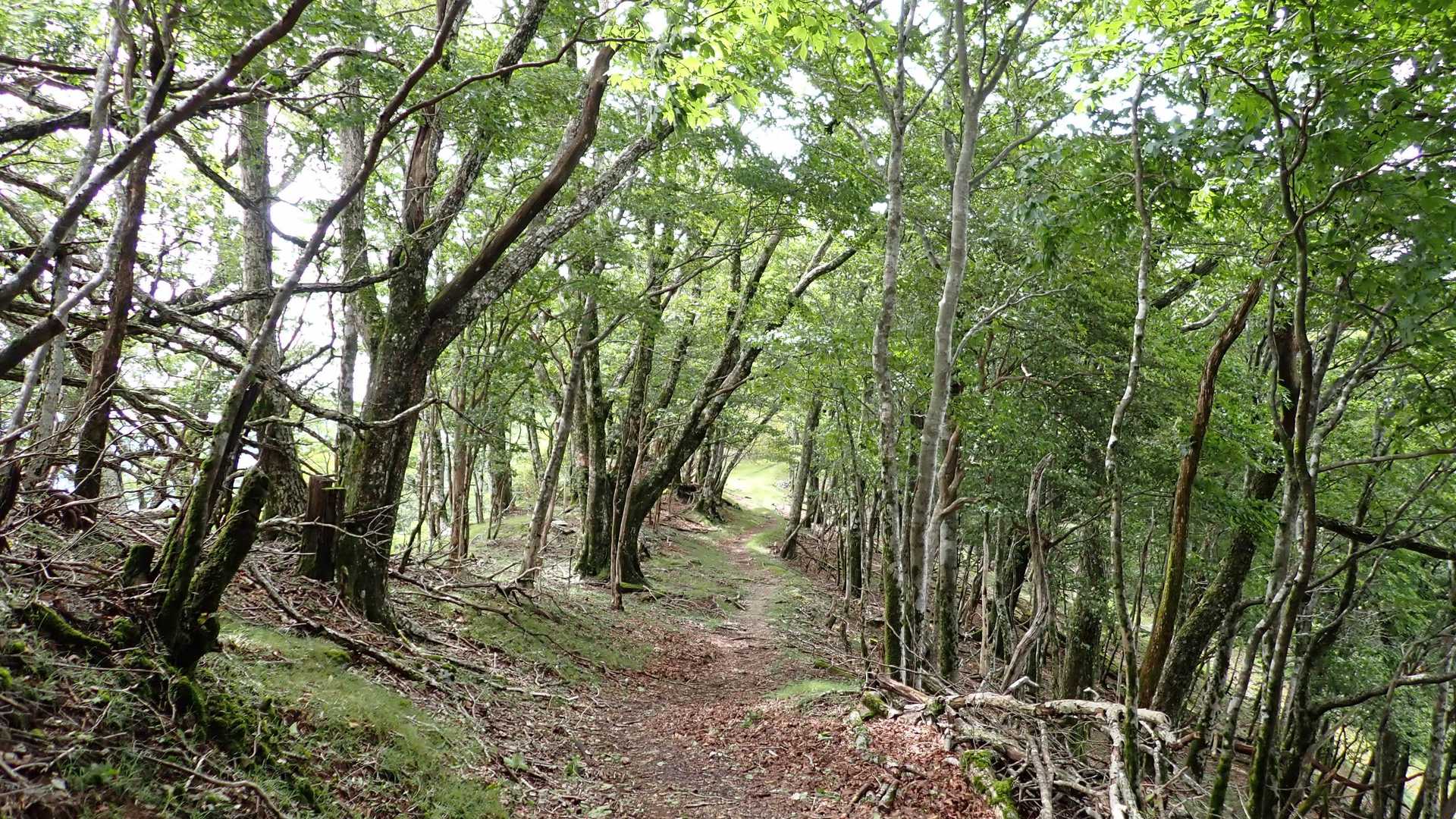 白岩山へ