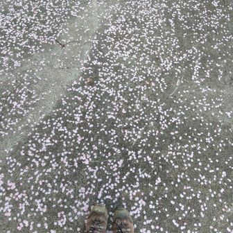 ピンクの花びらに吸い寄せられてしまう💕