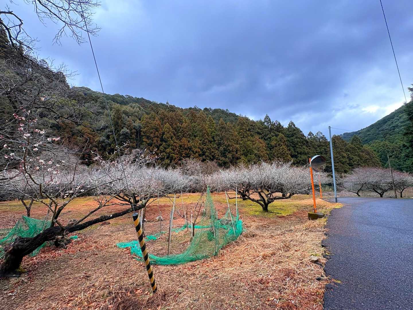 🌸見頃は もう少し先…