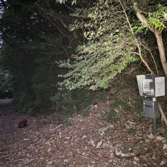 暗い中、林道を通り、三ツ尾コース登山口