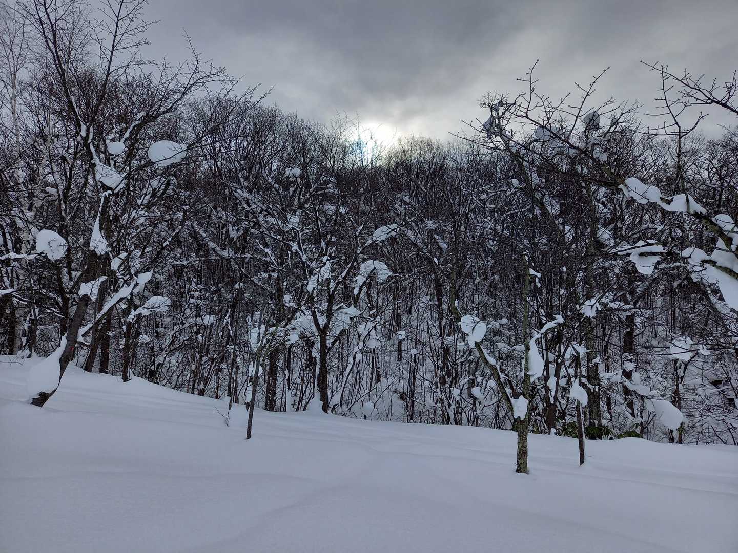 雲間の太陽。雪の森に太陽☀️さまはありがたい。