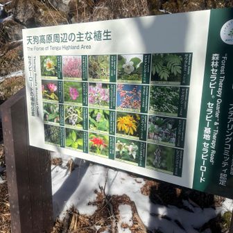 こんなにいろいろな植物があるらしい