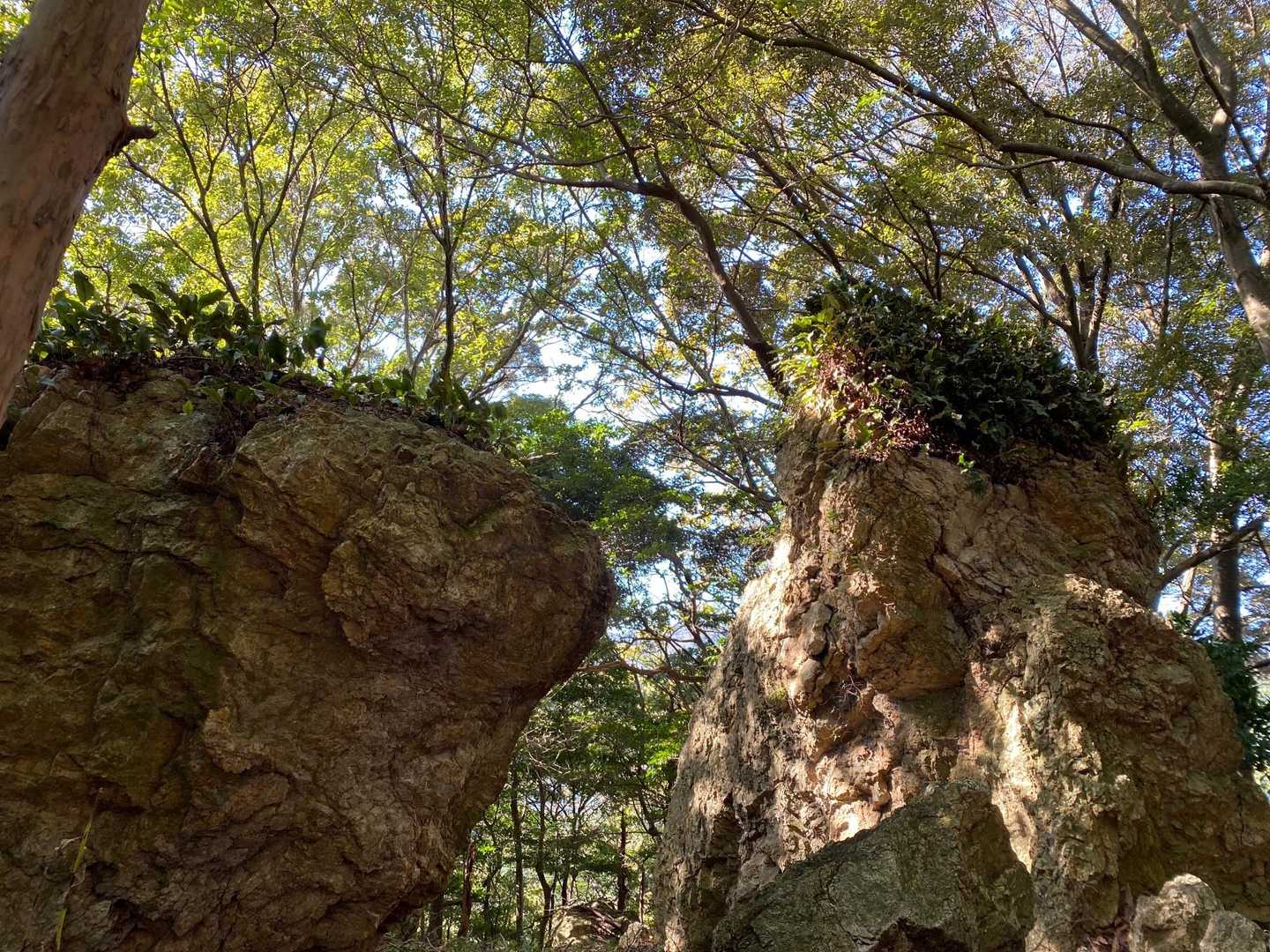 富士見岩登山口-富士見岩 往復コースの写真