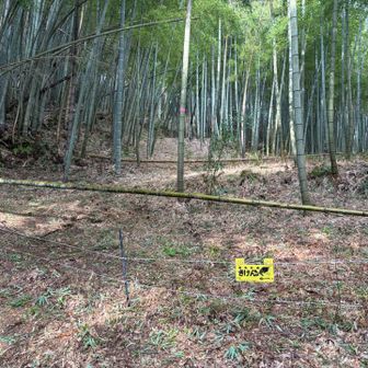 電気柵を飛び越えて