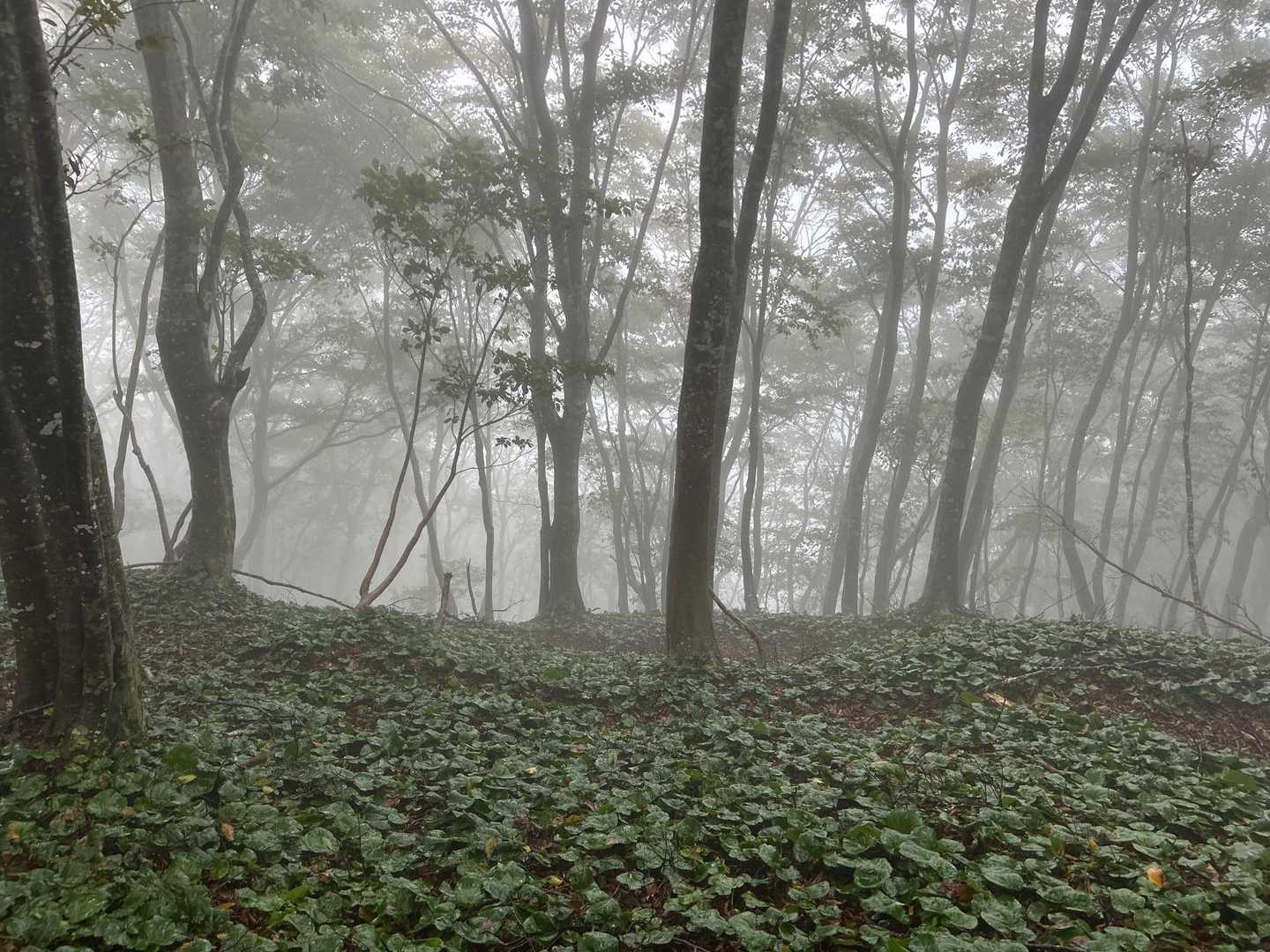 山一面のイワカガミ　花の時期に見てみたいものです😌