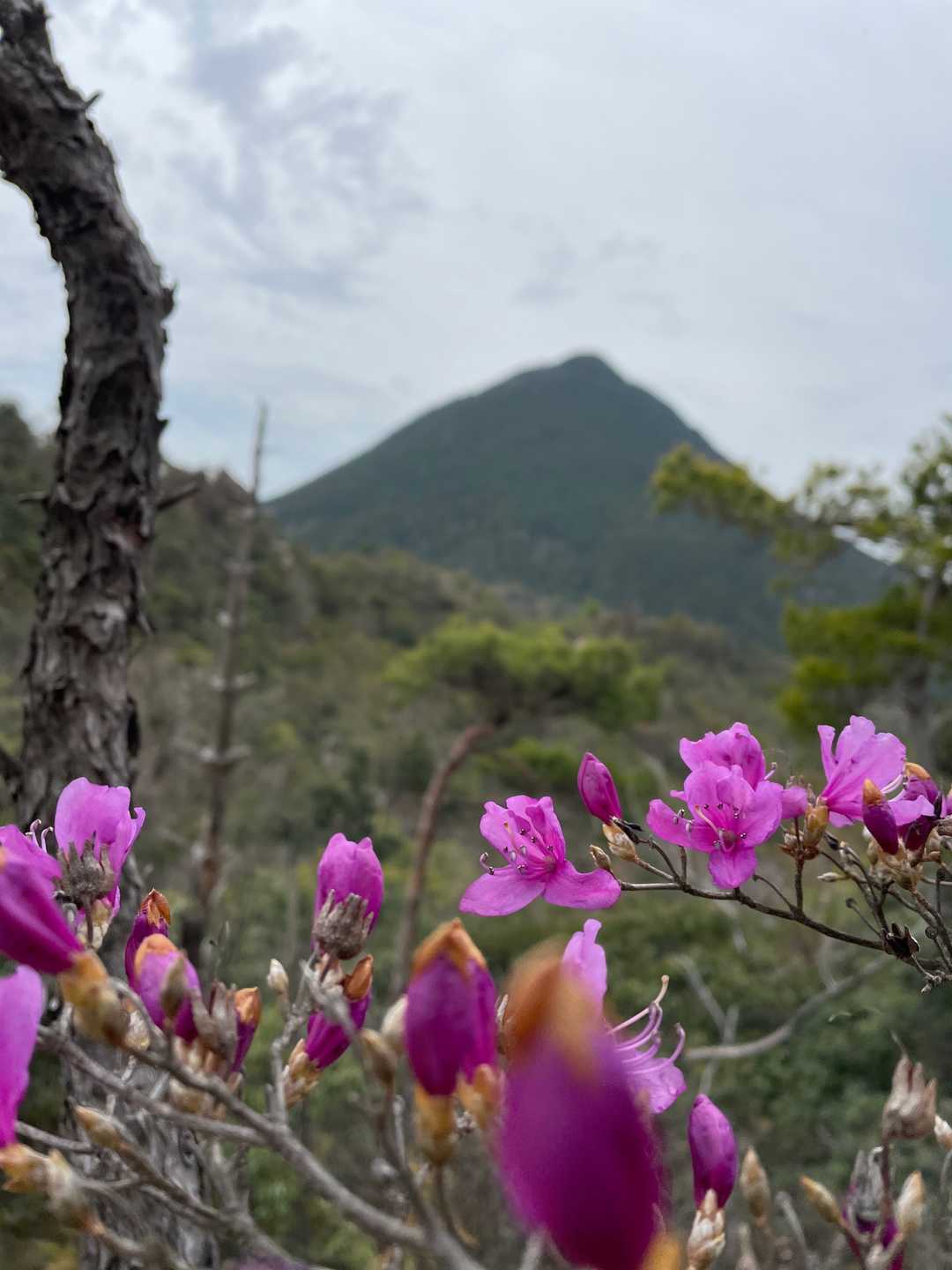 ミツバツツジと近江富士⛰